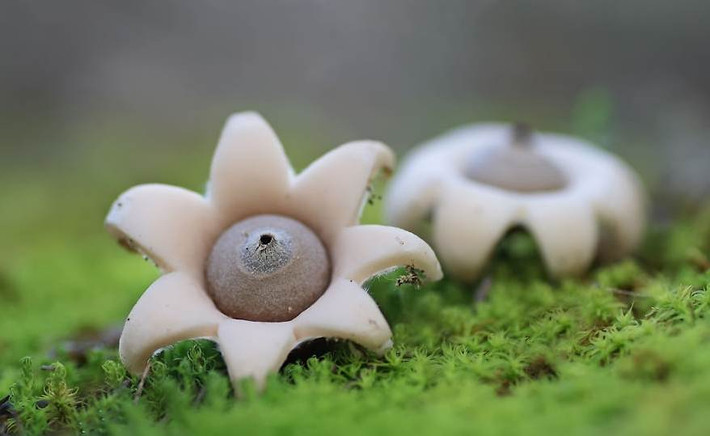 Nấm Geastrum Minimum có hình dạng trông như những con bạch tuộc đang duỗi những xúc tu.