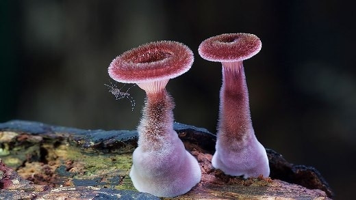 Nấm Panus Fasciatus như những sinh vật biển kỳ lạ, bí hiểm.