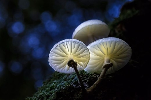 Nấm Porcelain Fungus phát sáng như những bóng đèn.