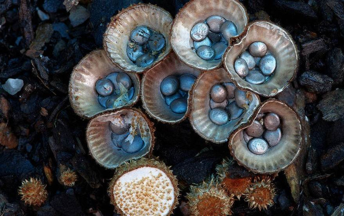 Nấm Cyathus Striatus trông không khác gì vỏ sò khảm xà cừ