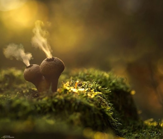 Nấm trứng Puffballs có khi phụt khói trông cực kỳ thú vị.