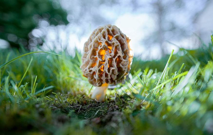 Nấm Morchella Esculenta trông như một hạt đào nhăn nheo.
