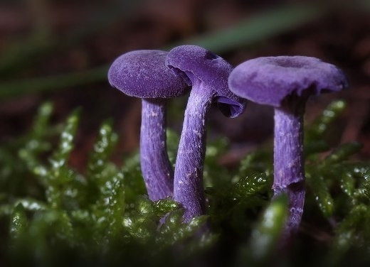 Nấm Amethyst Deceiver với sắc tím nhung đầy mê hoặc nhưng cũng kịch độc.