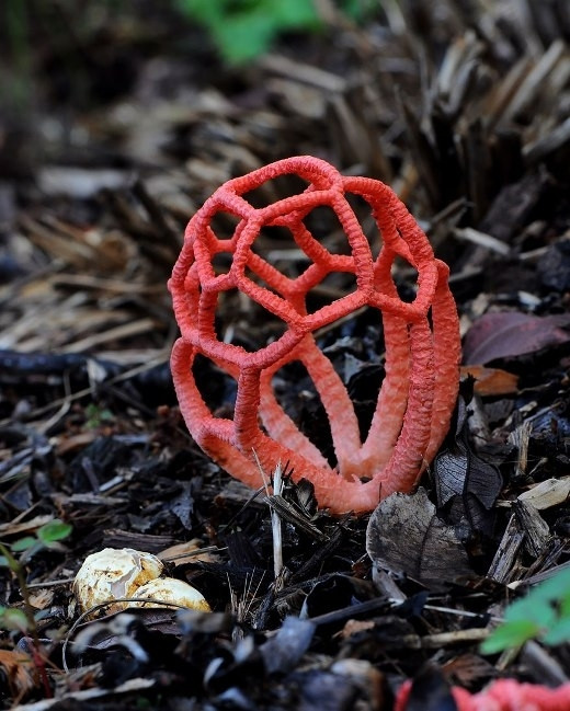 Nấm Clathrus Ruber với màu sắc rực rỡ và kết cấu hình học trông chẳng khác nào mô hình các phân tử hóa hóa học.