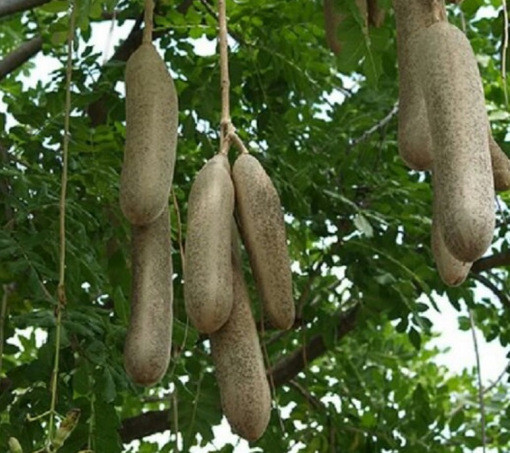 Dưa chuột Kigelia còn được người dân địa phương gọi là cây xúc xích châu Phi. Quả của loài dưa này khá to và dài, thậm chí có thể dài tới 3m.