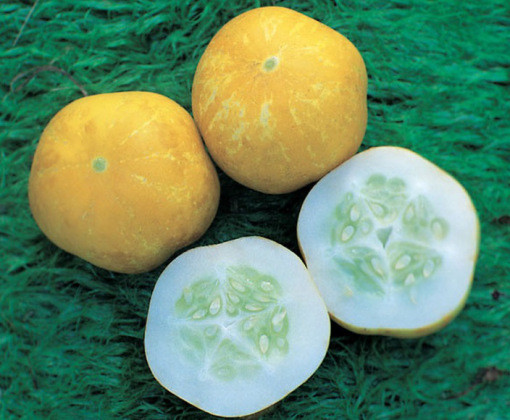 Dưa chuột chanh (Crystal Lemon Cucumber) có vị ngọt, nhẹ, và rất ngon nhưng ngoại hình lại giống hệt một quả chanh đắng. Đây là loại trái cây ăn nhẹ rất hoàn hảo và cực kỳ có lợi cho sức khỏe.