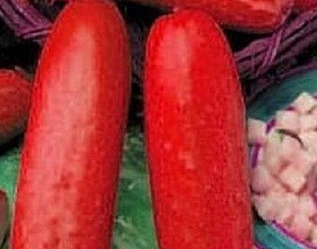 Dưa chuột đỏ Hmong có màu trắng hoặc xanh nhạt khi còn non và chuyển dần sang màu đỏ bắt mắt khi chín. Đây là một trong những giống dưa cổ xưa nhất được đồng bào Hmong nước ta trồng.