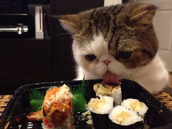 Món tủ là sushi đắt đỏ.