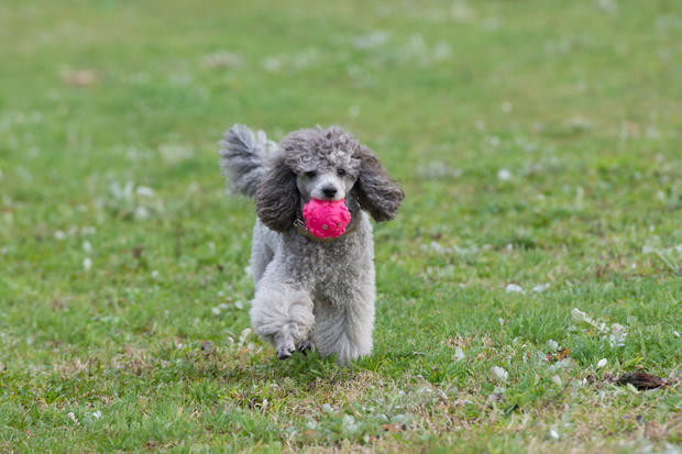 Không giống như những con chó khác, bộ lông của chó poodle liên tục phát triển trong suốt cả cuộc đời nên bạn phải thường xuyên chăm sóc, cắt tỉa nếu không muốn cún cưng của bạn trông như một quả bóng bông rối mù.