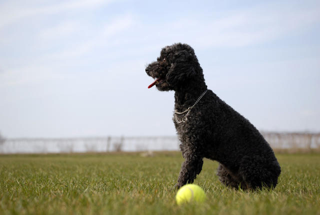 Tuy rất nổi tiếng tại Pháp nhưng chó săn vịt hay còn gọi là chó Poodle có nguồn gốc từ Đức. Tên bản địa của chúng là pudel, theo tiếng Đức nghĩa là “thợ lặn” hay “chó nước”. Loài chó điệu đà nhất thế giới này có những khám phá bất ngờ ít ai biết đến.