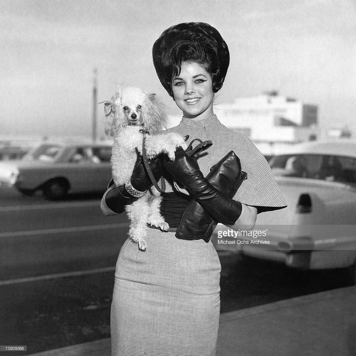 Vua nhạc Rock and roll Elvis Presley mê mệt giống chó poodle đến nỗi không chỉ nuôi cả một đội ở Graceland mà còn tặng vợ và bạn gái mỗi người một con. Trong ảnh là vợ của Elvis đang bế một chú chó poodle rất đáng yêu.