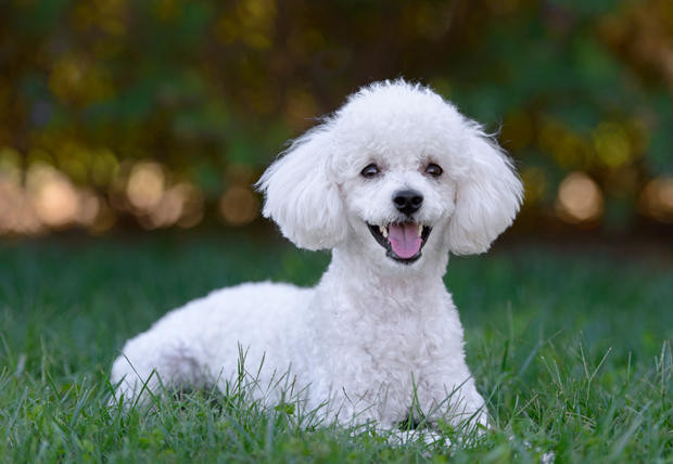 Chó xù cũng là loài chó duy nhất có ba kích cỡ: tiêu chuẩn (chó poodle), nhỏ (chó poodle mini) và đồ chơi (chó toy poodle). Những thuật ngữ này chỉ mô tả kích cỡ chứ không phân biệt loài.