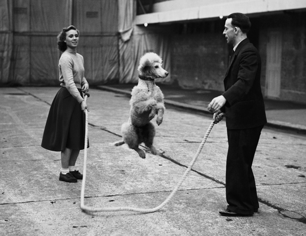 Poodle còn nổi tiếng là một trong những giống chó thông minh nhất, chiếm vị trí thứ hai chỉ sau giống Collie biên giới. Chính vì thế, chúng rất dễ huấn luyện và thường được đào tạo trong các gánh xiếc.