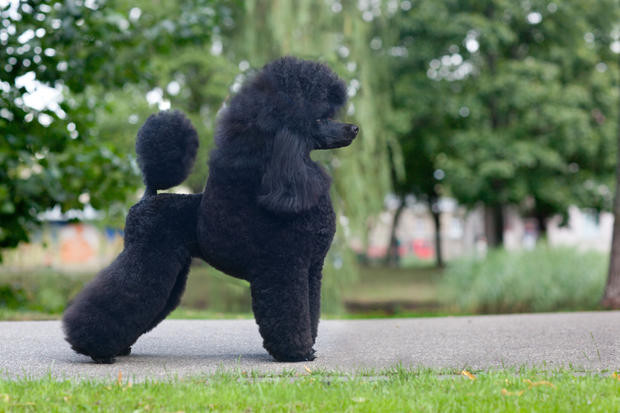Bộ lông xù giúp chó poodle nổi cực tốt trên mặt nước, đồng thời các khớp và những bộ phận quan trọng cũng được lông giữ ấm.
