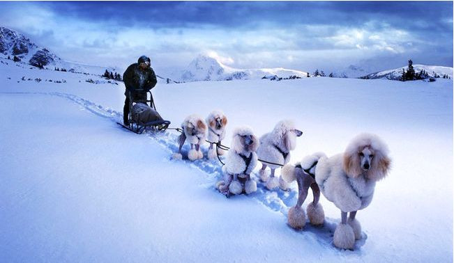 Năm 1988, một tay đua xe trượt tuyết dùng một đoàn đua toàn chó poodle. Do không có đệm chân chống lại cái lạnh giá của tuyết nên cả đoàn đều thi đấu rất tệ và phải dừng cuộc chơi. Vì vậy, người ta đã quy định chỉ có những giống chó phương Bắc mới được tham gia cuộc thi này.