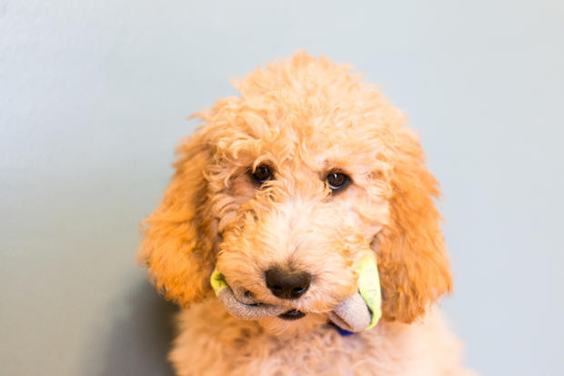 Chó poodle đã được lai giống với một số loài chó phổ biến khác như chó tha mồi Labrador, chó Cocker spaniel Anh, và chó sục Wheaton lông mềm để tạo ra các giống chó ít gây dị ứng hơn.