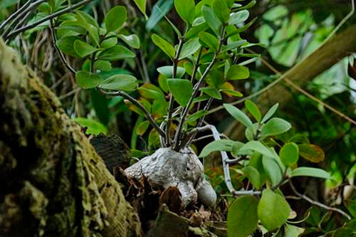 Sau khi nguồn dinh dưỡng từ cây chủ dần cạn kiệt, chúng sẽ tiết chất thu hút kiến đến làm tổ, cung cấp một chỗ trú ẩn lý tưởng cho bầy kiến. Đổi lại, bầy kiến sẽ không ngừng tha mùn về làm chất dinh dưỡng nuôi cây, sống cộng sinh một cách vui vẻ.