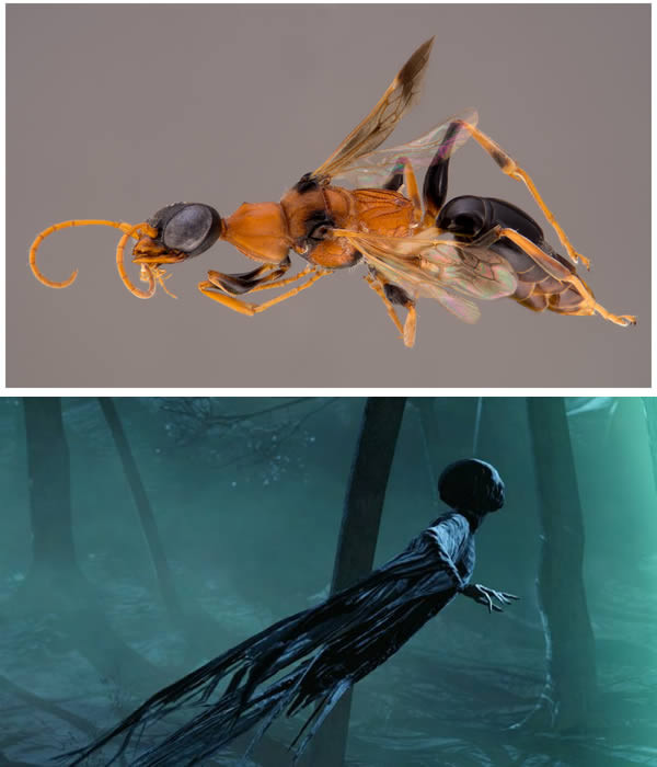 9. Ampulex dementor (dementor có nghĩa là giám ngục) là loài ong mới được đặt tên theo tên của các giám ngục Azkaban. Sở dĩ như vậy bởi khả năng làm tê liệt và biến con mồi trở thành xác chết chỉ với một vết cắn rất giống với hành động hút linh hồn của các giám ngục trong truyện giả tưởng nổi tiếng Harry Potter của tác giả JK. Rowling.