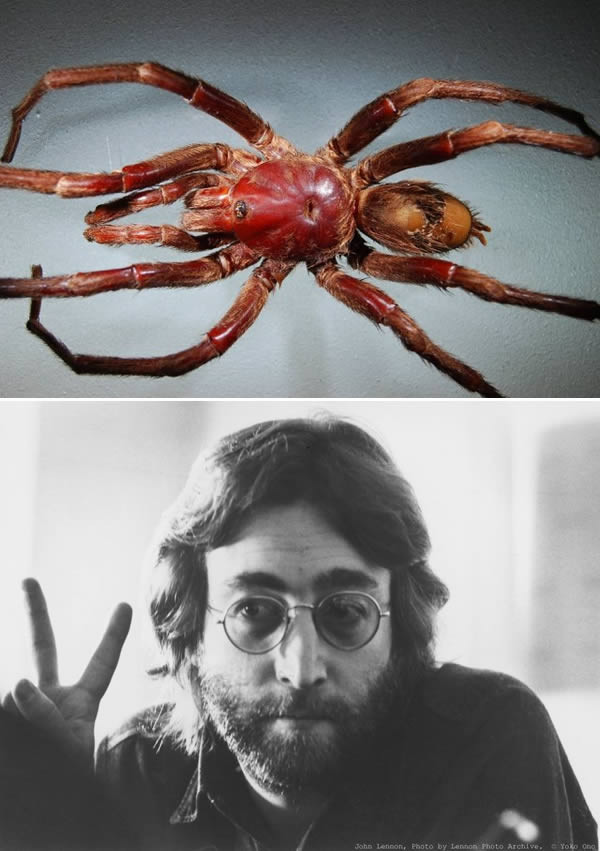 5. Bọ cánh cứng được đặt tên để tưởng nhớ John Lennon. Bumba lennon là loài bọ cánh cứng được nhà khoa học Fernando Pérez-Miles phát hiện và đặt tên. Vốn là một fan hâm mộ trung thành của John Lennon, khi tìm thấy loài bọ cánh cứng mới, Fernando đã rất vui mừng vì có cơ hội đặt tên phát hiện của mình theo tên thần tượng để tưởng nhớ.