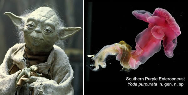7. Sâu biển được đặt tên theo nhân vật phim giả tưởng. Yoda purpurata là loài sâu biển được đặt tên giống với tên của sư phụ Jedi Yoda, một nhân vật được đồ họa thiết kế trong serie phim "Chiến tranh giữa các vì sao" bởi chúng có môi và đôi tai giống nhân vật này.