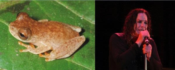 2. Loài ếch được đặt tên theo ca sĩ. Dendropsophus ozzyi là loài ếch được Pedro Peloso, một nghiên cứu sinh tại Viện bảo tàng lịch sử tự nhiên Mỹ phát hiện ra ở rừng Amazon, Brazil. Loài ếch này có tiếng kêu vang và to khi gọi bạn tình như tiếng của một con dơi. Chính đặc điểm đó đã khiến chúng được đặt tên theo ca sĩ Ozzy Osbourne bị một con dơi cắn trúng vào đầu khi đang biểu diễn vào năm 1982.