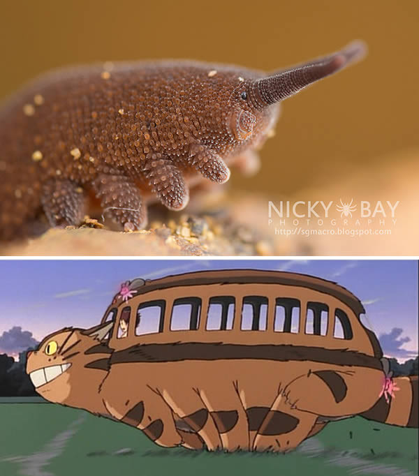 10. Sâu bướm được đặt tên theo nhân vật hoạt hình. Totoros Eoperipatus hay còn gọi là Worms Velvet, một loài sâu bướm mũm mĩm với những chiếc chân to và ngắn ngủn rất đáng yêu hao hao như chiếc xe buýt CatBus trong bộ phim hoạt hình nổi tiếng My Neighbor Totoro, các nhà khoa học đã quyết định đặt tên cho loài này là Totoros Eoperipatus.