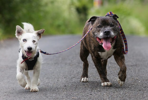 Tuy bị mù nhưng Glenn (một con chó thuộc giống chó sục Jack Russell) lại có cuộc sống vô cùng hạnh phúc vì có một chú chó Pitbull Mỹ vừa là người dẫn đường, vừa là một người bạn thân thiết luôn bên cạnh mình.