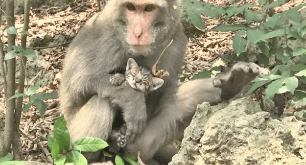 Một con khỉ cái có tên là Positi không chỉ cứu đàn mèo con lạc mẹ mà còn chăm sóc chúng như thể chúng là con của chính nó.