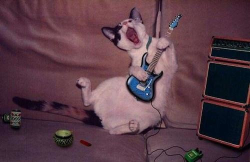 Chú mèo đang hết mình vì màn biểu diễn rock máu lửa.