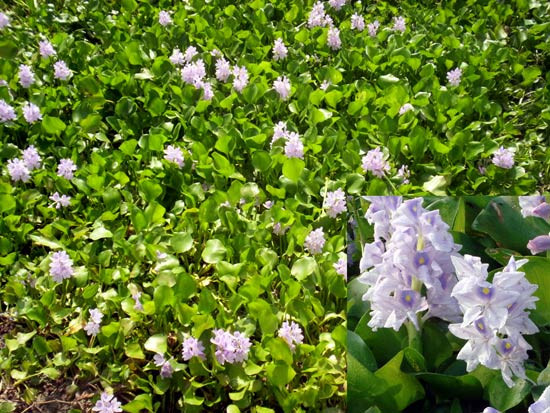 Bèo tây còn có tên gọi dân gian quen thuộc khác là cây lục bình. Đây được coi là một kháng sinh tự nhiên có tác dụng tiêu viêm rất tốt. (Nguồn Mpbd)