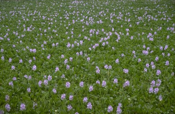 Với cách làm này, bạn có thể kết hợp với cả hoa khế hoặc hoa hòe để tăng thêm tác dụng chữa ho gió, ho có đờm. (Nguồn Iucngisd)