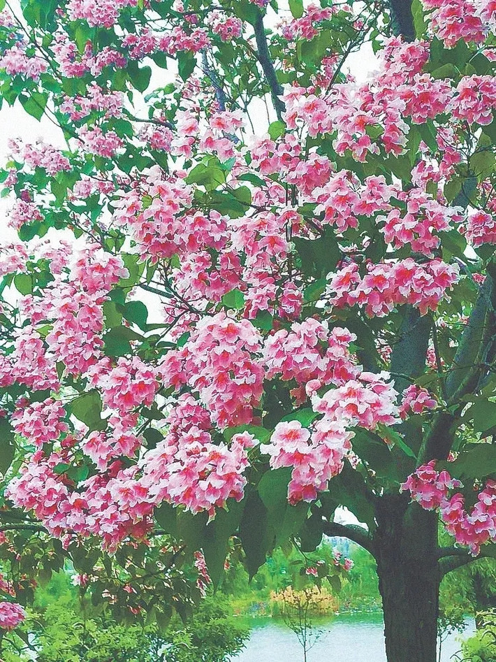 Gỗ thu với sức mạnh tâm linh mà nó mang lại, được coi là giúp người chết đi vào thế giới bên kia mà không bị lạc lối hay chịu sự quấy nhiễu từ tà ma. Vì thế, cây gỗ thu đã trở thành một biểu tượng văn hóa sâu sắc, gắn liền với niềm tin và sự tôn kính của người Trung Quốc đối với tổ tiên và tâm linh.
