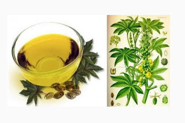 1. Quả thầu dầu. Được sử dụng để điều trị một số vấn đề về da như nếp nhăn, đồi mồi, nốt ruồi, mụn nhọt và cũng có thể trị vết rạn da. Hãy cái lát mỏng thầu dầu và dùng nó để massage các vết rạn da theo chuyển động tròn trong khoảng 5 – 10 phút. Sau đó, quấn vùng da lại bằng vải cotton, dùng chai nước ấm áp lên vùng da được bọc vải. Chỉ cần nửa giờ đồng hồ hàng ngày trong 1 tháng sẽ cho bạn hiệu quả trông thấy.
