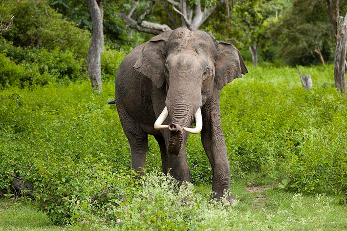 Voi Ấn Độ có trọng lượng cơ thể của chúng có thể lên đến 5000 kg và cao tới 3,5 mét. Lượng thức ăn mà chúng tiêu thụ trên một ngày là 113 kg chủ yếu là mía, cỏ và một số loại trái cây khác.