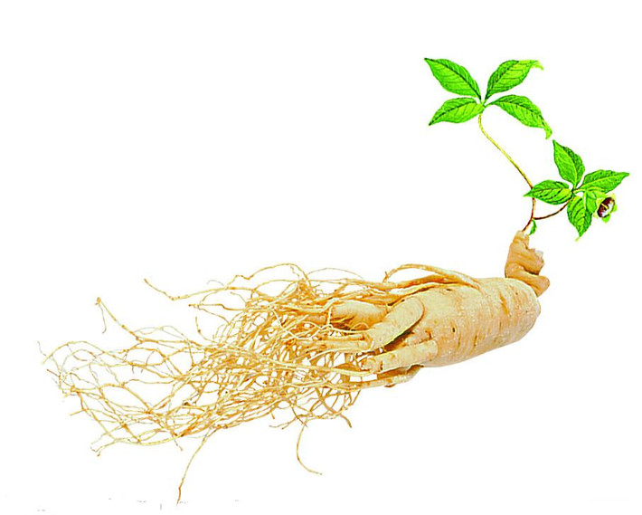 Nhân sâm đẩy mạnh trao đổi chất và giúp cơ thể đốt cháy mỡ nhanh hơn, do đó hỗ trợ giảm cân hiệu quả. Ảnh: wikiduoclieu.