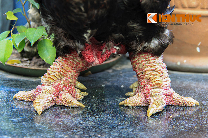 Một con gà Đông Tảo thuần chủng với cặp chân "khủng" được bán với giá hơn 20 triệu đồng.
