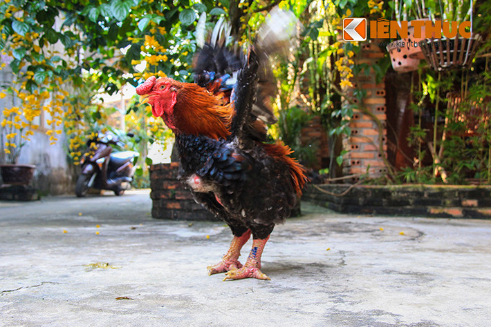 Đã thành thông lệ hằng năm, giống gà Đông Tảo giá bạc triệu (hay còn gọi là gà Đông Cảo) quý hiếm lại được săn lùng cho dịp Tết Nguyên đán 2015.
