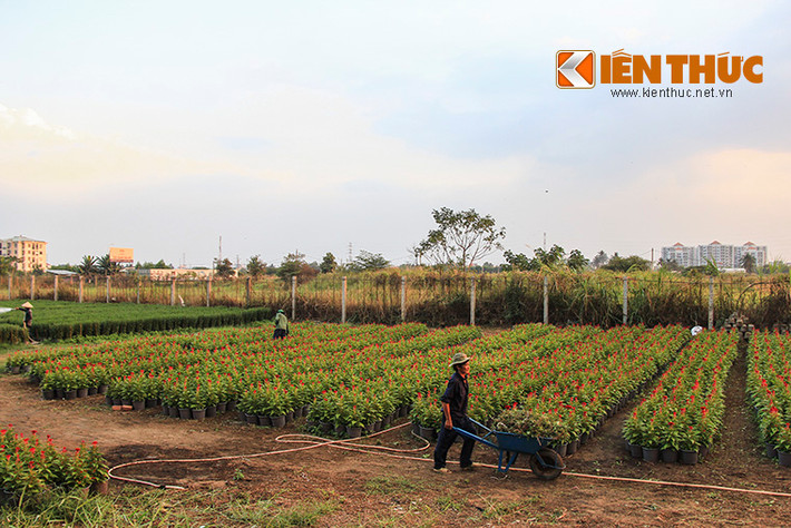 Cũng như mọi năm, năm nay, vườn hoa Tết Sài Gòn năm 2015 tập trung ở vùng trồng hoa tại phường Thới An, quận 12, TP HCM. Bà con nông dân đang hối hả chuẩn bị những công đoạn cuối cùng để vườn hoa nhà mình kịp nở vào đúng dịp Tết Nguyên Đán Ất Mùi 2015.