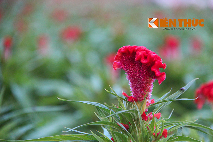 Một chậu hoa mào gà được chăm sóc trong khoảng 3 tháng, sau khi nở hoa, chăm sóc kỹ lưỡng thì hoa sẽ cho búp to và rất đẹp. Giá bán ra thị trường từ 60.000 – 80.000 đồng/chậu.
