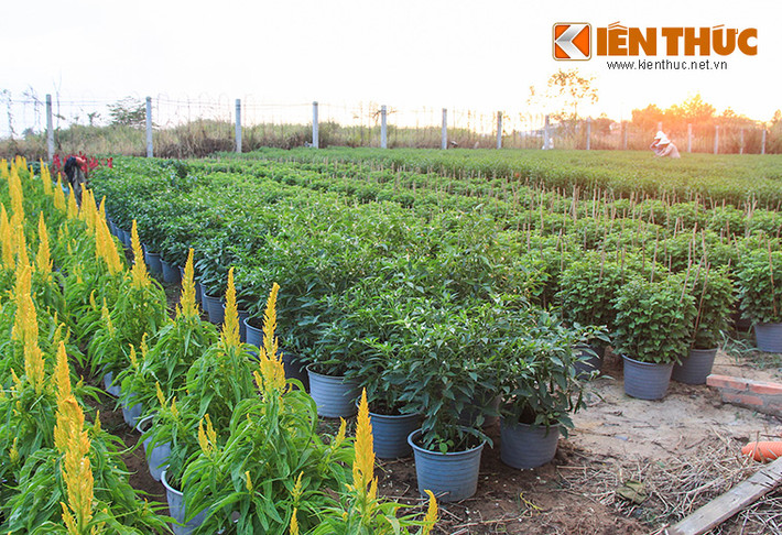 Ghi nhận thực tế cho thấy, đa số các chậu hoa đã sẵn sàng và đủ số lượng để cung ứng cho thị trường hoa Tết năm nay.