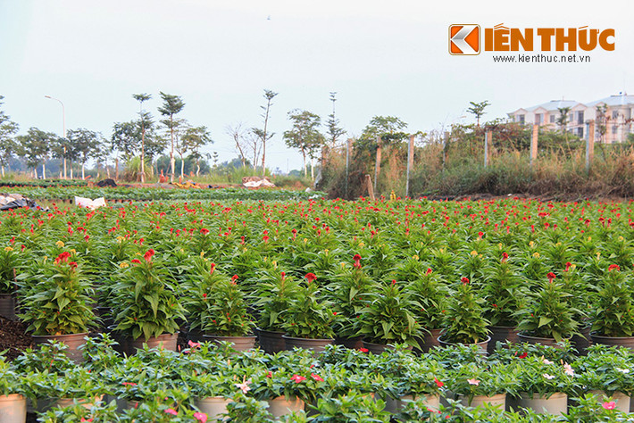 Những loại hoa mà bà con nông dân trồng ở đây chủ yếu là hoa mào gà, hoa cúc vạn thọ, cúc pha lê (hay còn gọi là cúc Đà Lạt)… với số lượng lên đến hàng triệu chậu hoa/hộ. Bà con nông dân gọi những loại hoa này là hoa “bình dân” (vì nó có giá trị không cao, được bán ra thị trường với giá từ 20.000 – 80.000 đồng/chậu).