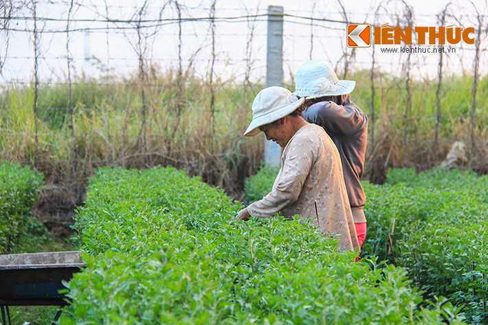 Những luống hoa cúc vẫn còn màu xanh lá đang được người trồng chăm sóc kỹ lưỡng để phục vụ cho dịp Tết Nguyên Đán.