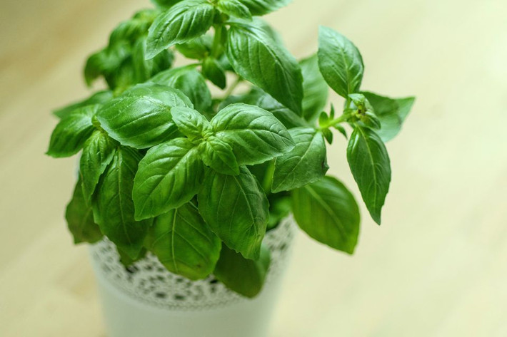 Rau húng quế hoạt động như một chất khử độc giúp loại bỏ sỏi thận và tăng cường hơn nữa chức năng của thận. Ảnh: thespruce.