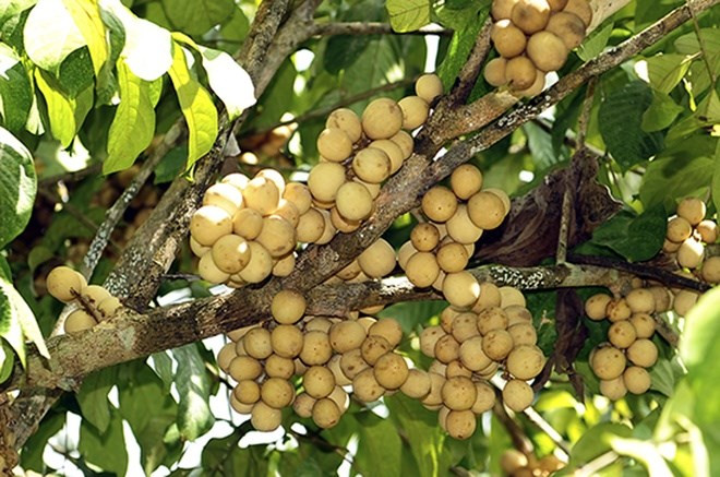 Ngoài ra, bòn bon còn chứa vitamin B, giúp loại bỏ lượng đường trong cơ thể, ngăn ngừa các vấn đề về tim mạch. Ảnh: giongcaynongnghiep1.