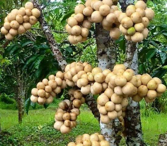 Quả bòn bon còn tốt cho nướu do chứa vitamin C. Ảnh: lamnong.