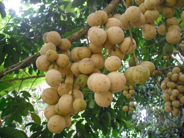 Quả bòn bon chứa vitamin E, giúp duy trì, cải thiện độ đàn hồi và độ ẩm của da, ngăn ngừa da bị lão hóa đồng thời bảo vệ da khỏi tác hại của tia cực tím. Ảnh: hoptacxacaygiong.