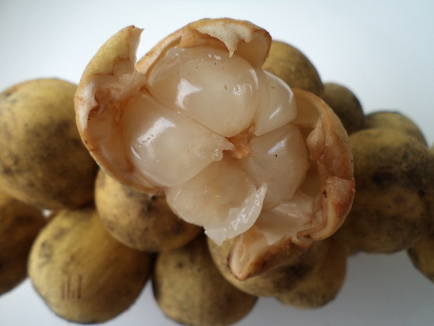 Bên cạnh đó, vitamin C trong quả bòn bon còn giúp duy trì khả năng miễn dịch, giúp vận động viên phục hồi nhanh sau khi tập luyện vất vả. Ảnh: media.