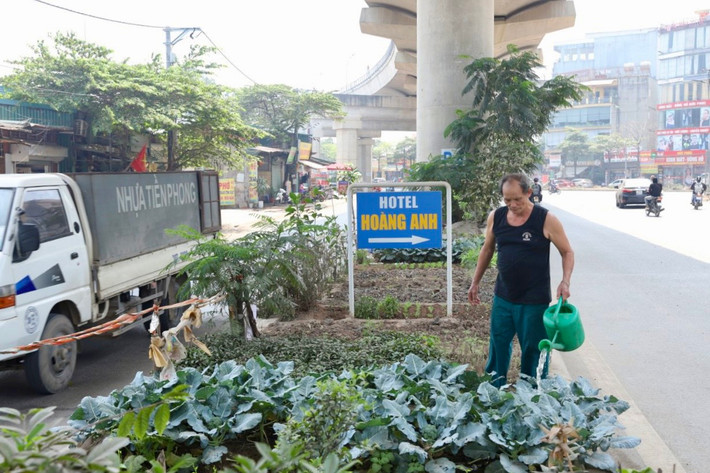 Tận dụng đất khoảng đất trống dưới gầm tuyến đường sắt đô thị Nhổn - ga Hà Nội, nhiều người dân đã trồng rau, thậm chí nuôi gà.