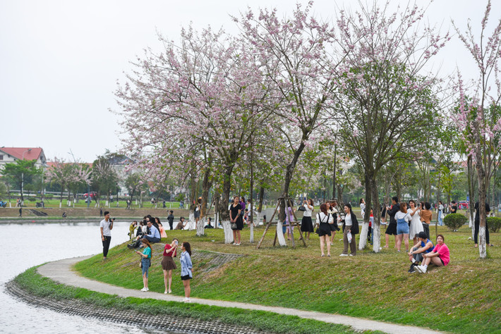 Những hàng cây thi nhau khoe sắc bên bờ hồ tạo nên khung cảnh thơ mộng như nhiều công viên, con phố ở Nhật Bản đã thu hút đông người dân Bắc Ninh và du khách tới chiêm ngưỡng, thưởng lãm.
