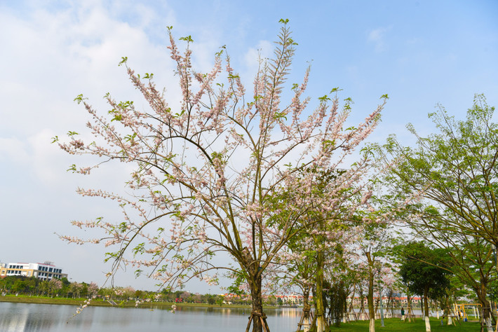 Đỗ mai được biết đến là loài cây hoang dã, chỉ mọc trên núi đá nên khi loài hoa này nở rộ tại Bắc Ninh, nhiều người cảm thấy ngỡ ngàng, thích thú.
